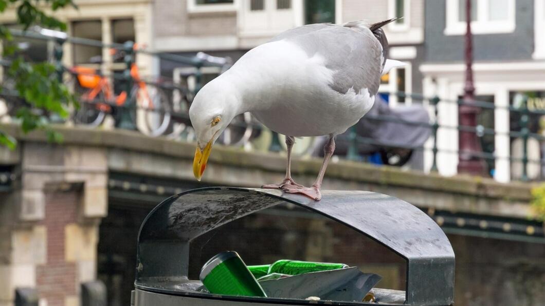 Meeuw op een vuilnisbak in Amsterdam